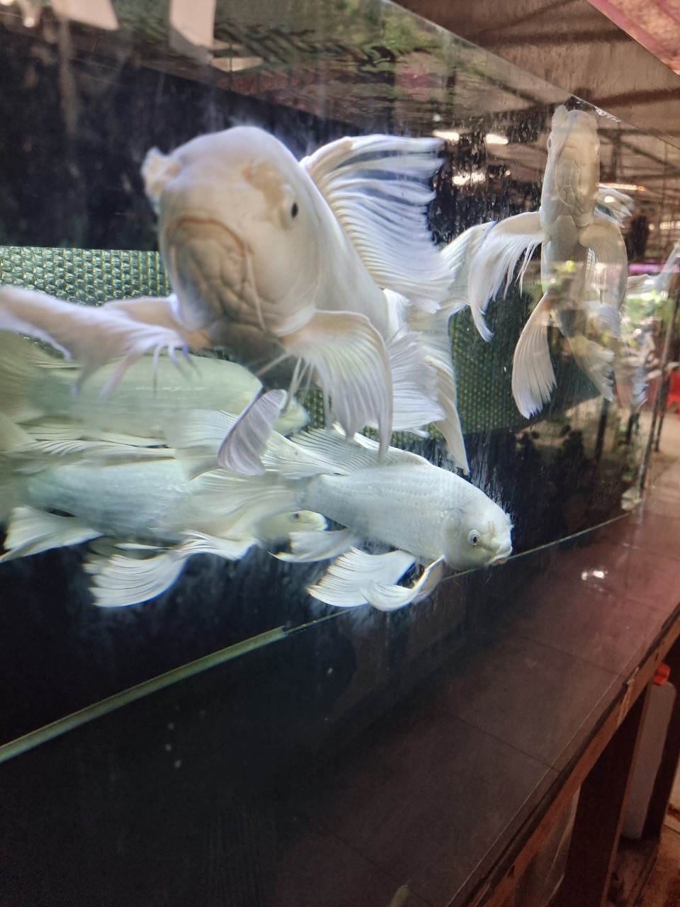 Trại Sinh Vật Cảnh (짜이 싱 벗 까잉)